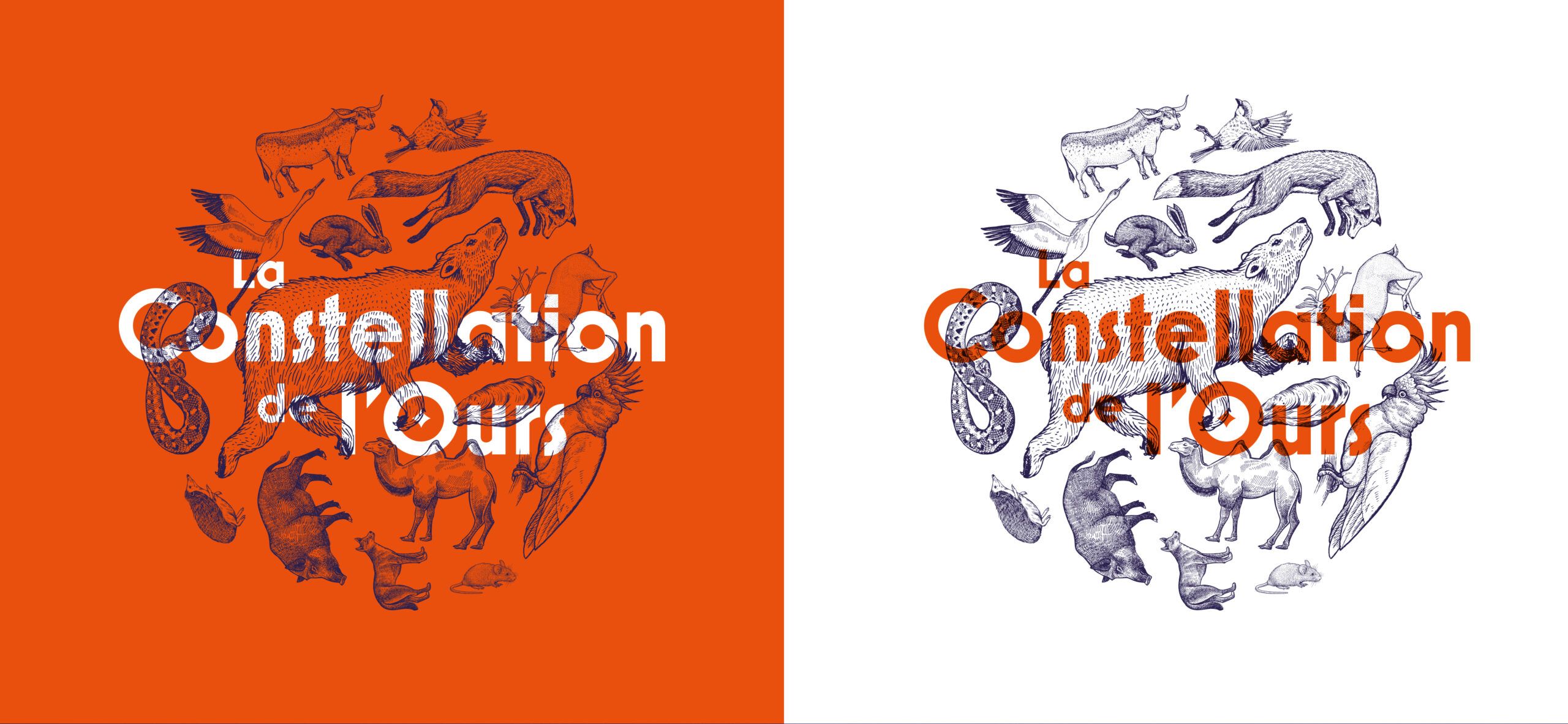 Constellation de l'ours